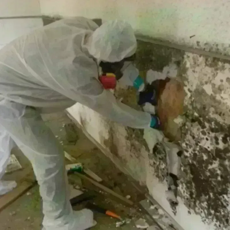 Mold Remediation and Removal in Kaunakakai, HI